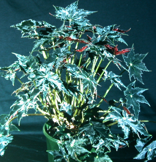 B. ‘Kurohitode’